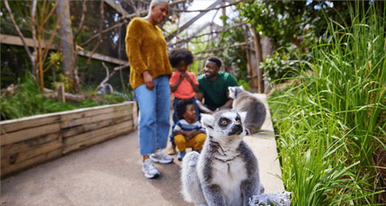 London Lemurs LR 555x296 1