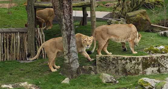 ZSL London lions 555x296 1