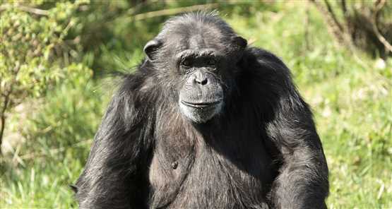 ZSL Whipsnade Chimp 555x296 1