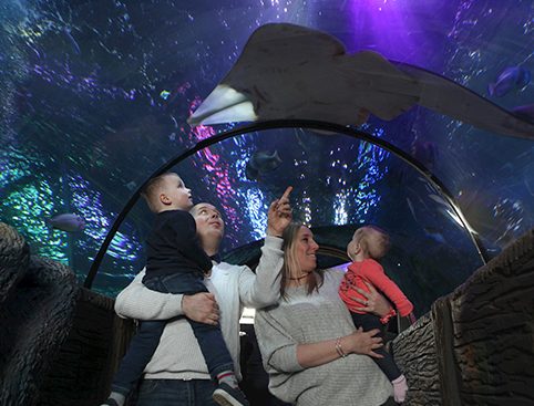 Family enjoying underwater tunnel at aquarium, observing marine life and pointing at a stingray.