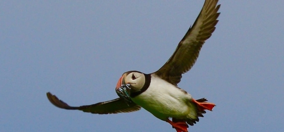 Atlantic puffin in flight carrying fish in its beak against a clear blue sky.