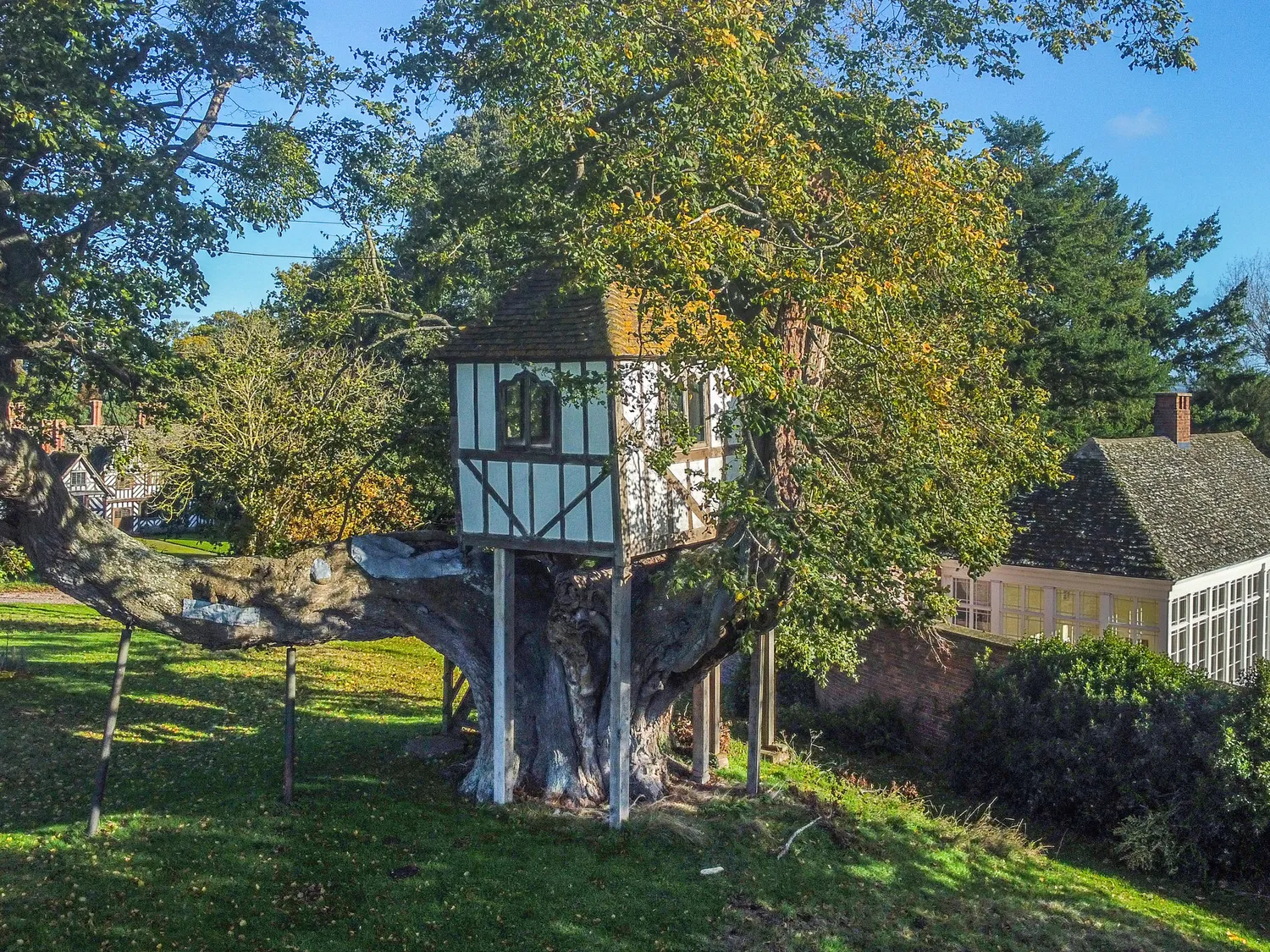 Treehouse built on a large tree surrounded by greenery and traditional buildings in the background.