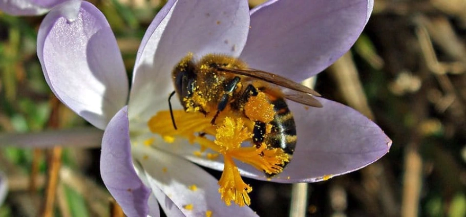 Bee collecting pollen from a purple flower in a garden