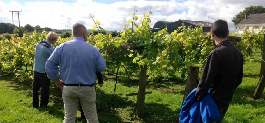 Group of people inspecting grapevines in a vineyard on a sunny day